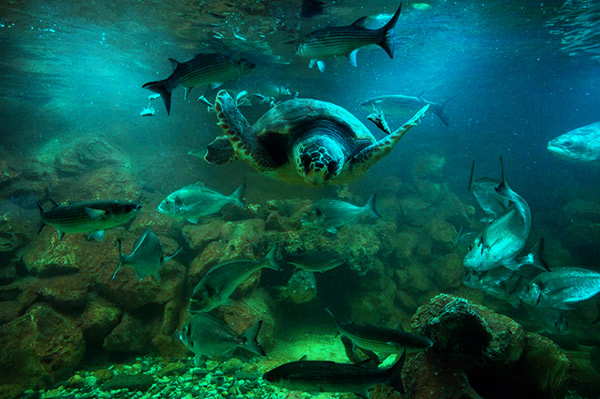 Aquarium of Elba